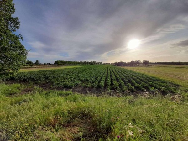 terreno agricolo in vendita a Marigliano