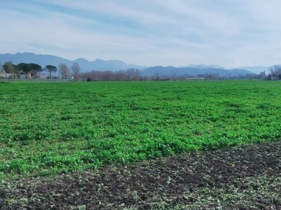 terreno agricolo in vendita a Marigliano