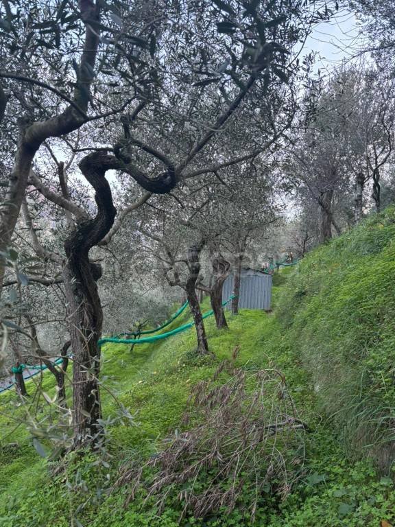 terreno agricolo in vendita a Meta