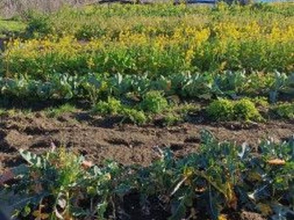 terreno agricolo in vendita a Napoli in zona Bagnoli