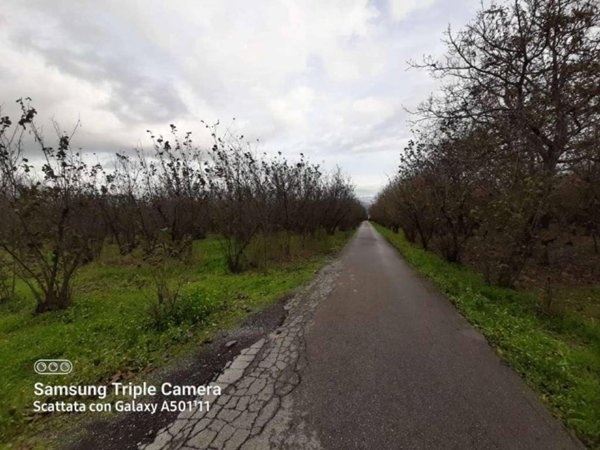 terreno agricolo in vendita a Nola in zona Cinquevie