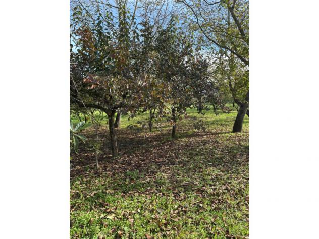 terreno agricolo in vendita a Nola in zona Cinquevie