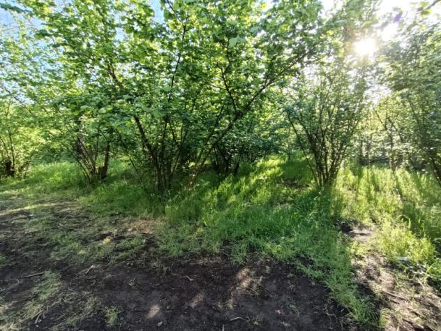 terreno agricolo in vendita a Nola