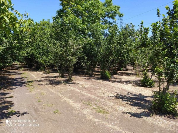 terreno agricolo in vendita a Nola