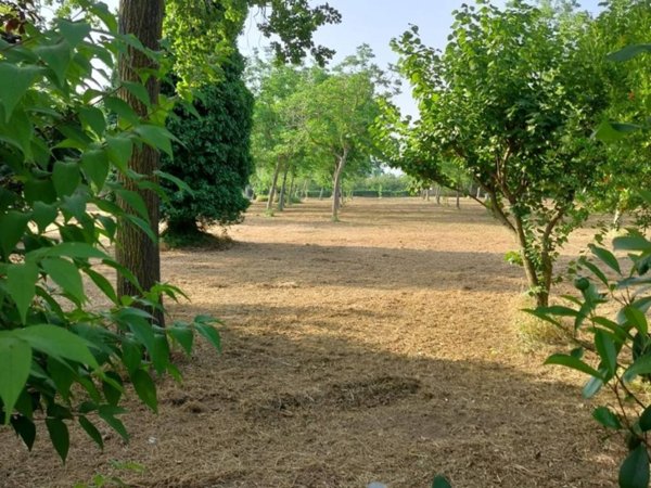 terreno agricolo in vendita a Nola