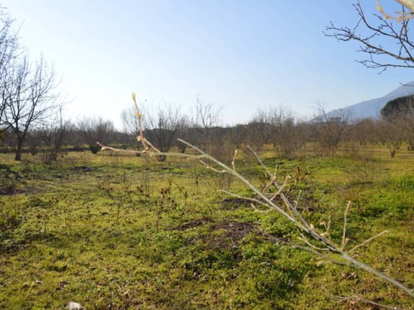 terreno agricolo in vendita a Nola in zona Pollastri
