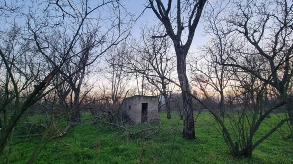 terreno agricolo in vendita a Nola