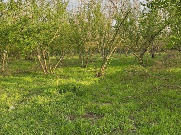 terreno agricolo in vendita a Nola