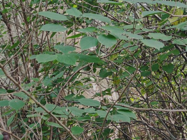 terreno agricolo in vendita a Nola