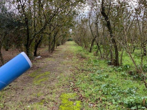 terreno agricolo in vendita a Nola