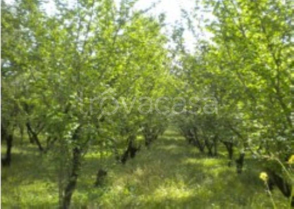 terreno agricolo in vendita a Nola in zona Piazzola