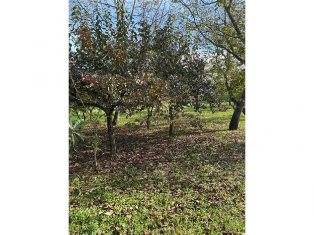 terreno agricolo in vendita a Nola in zona Piazzola