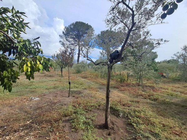 terreno agricolo in vendita a Nola in zona Piazzola