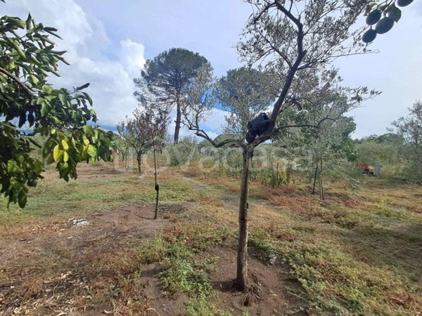 terreno agricolo in vendita a Nola in zona Piazzola