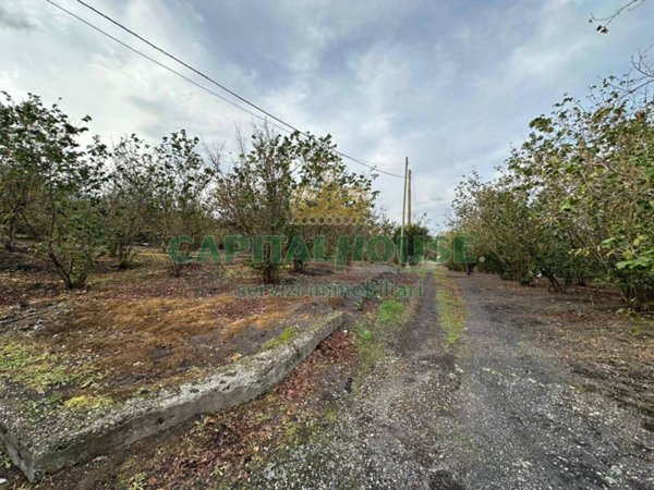 terreno agricolo in vendita ad Ottaviano