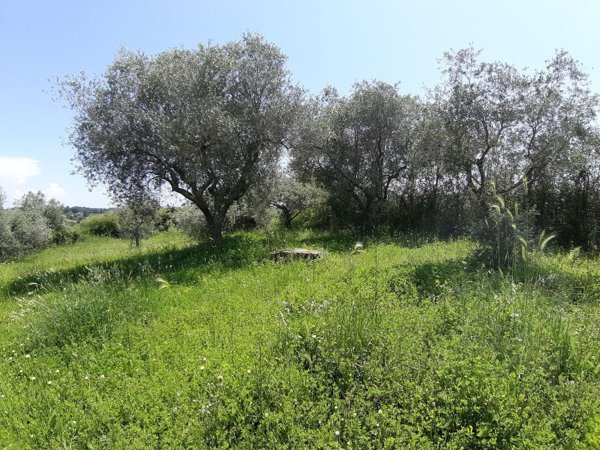 terreno agricolo in vendita ad Ottaviano