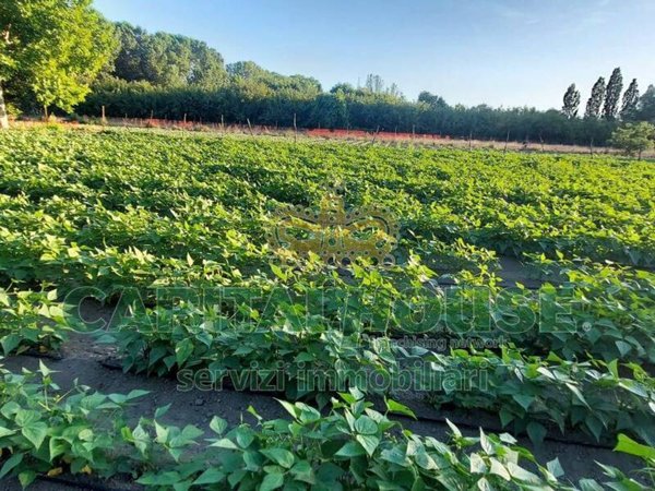 terreno agricolo in vendita ad Ottaviano