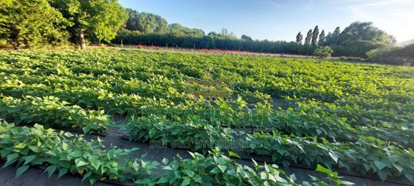 terreno agricolo in vendita ad Ottaviano