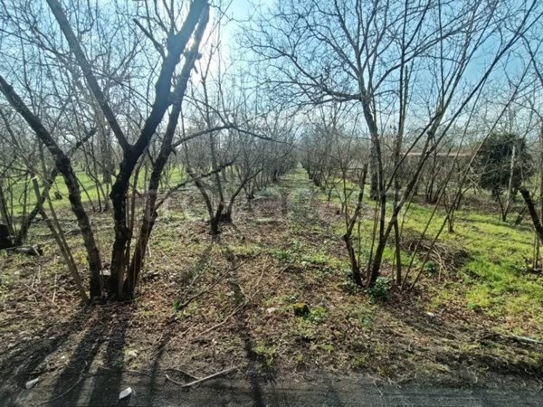 terreno agricolo in vendita a Palma Campania in zona Vico
