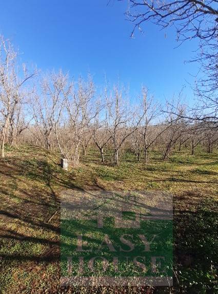 terreno agricolo in vendita a Palma Campania in zona Vico