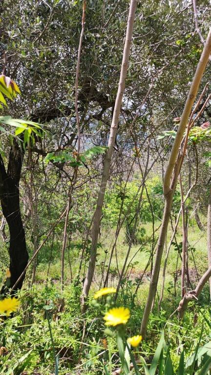 terreno agricolo in vendita a Palma Campania in zona Vico