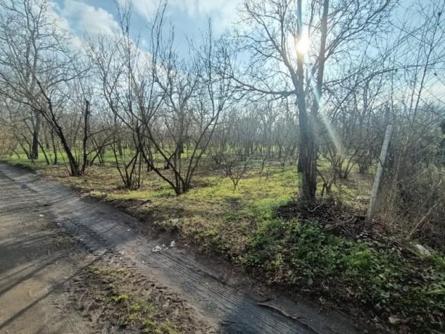 terreno agricolo in vendita a Palma Campania in zona Vico