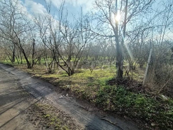 terreno agricolo in vendita a Palma Campania in zona Vico