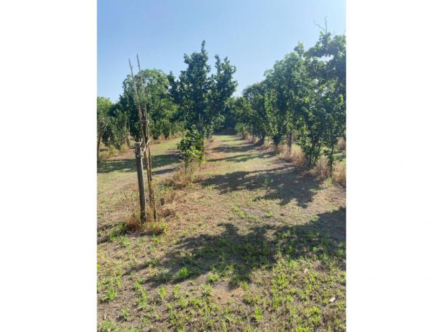 terreno agricolo in vendita a Palma Campania in zona Vico