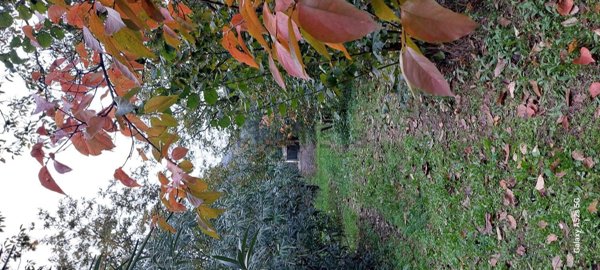 terreno agricolo in vendita a Palma Campania in zona Vico