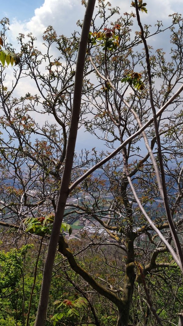 terreno agricolo in vendita a Palma Campania in zona Vico
