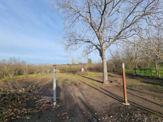 terreno agricolo in vendita a Palma Campania in zona Ciccarelli
