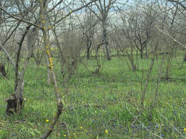 terreno agricolo in vendita a Palma Campania in zona Vico