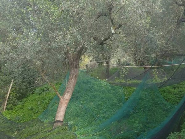 terreno agricolo in vendita a Piano di Sorrento