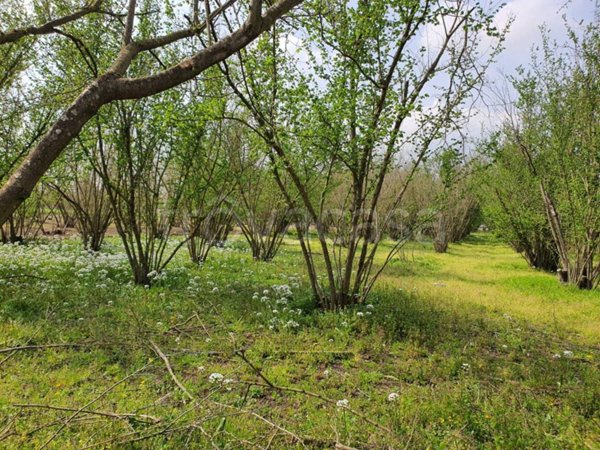 terreno agricolo in vendita a Poggiomarino
