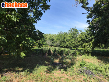 terreno agricolo in vendita a Pomigliano d'Arco