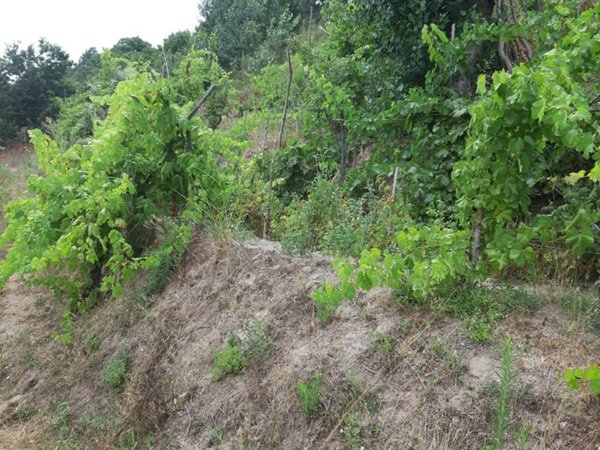 terreno agricolo in vendita a Pozzuoli