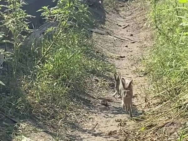 terreno agricolo in vendita a Pozzuoli in zona Monterusciello