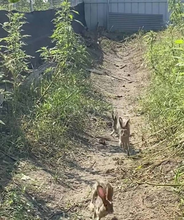 terreno agricolo in vendita a Pozzuoli in zona Monterusciello