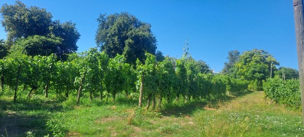 quadrivano in vendita a Pozzuoli in zona Cuma