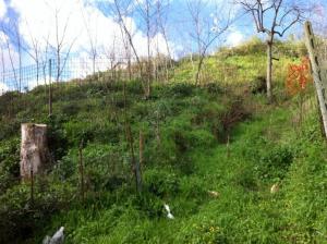 terreno agricolo in vendita a Quarto