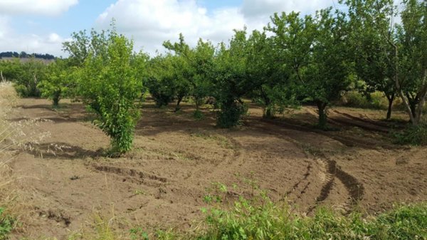 terreno agricolo in vendita a Quarto