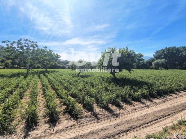terreno agricolo in vendita ad Ercolano in zona San Vito