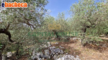 terreno agricolo in vendita a Roccarainola