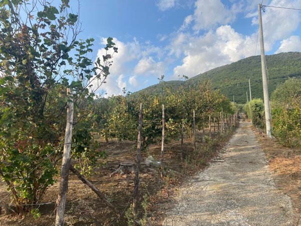 terreno agricolo in vendita a Roccarainola