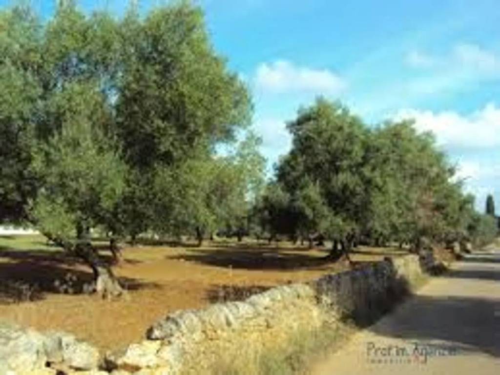terreno agricolo in vendita a Roccarainola