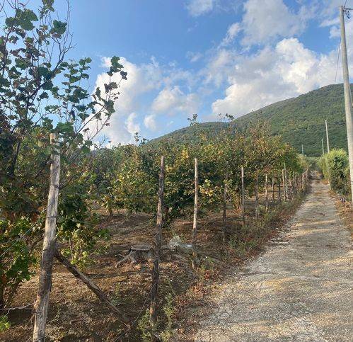 terreno agricolo in vendita a Roccarainola in zona Sasso