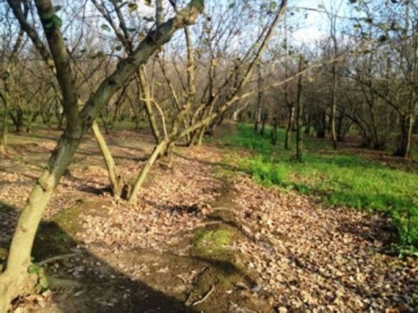 terreno agricolo in vendita a Roccarainola in zona Piazza