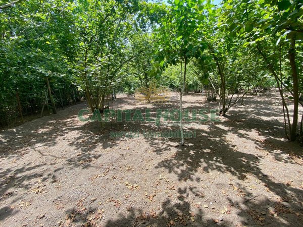 terreno agricolo in vendita a San Giuseppe Vesuviano