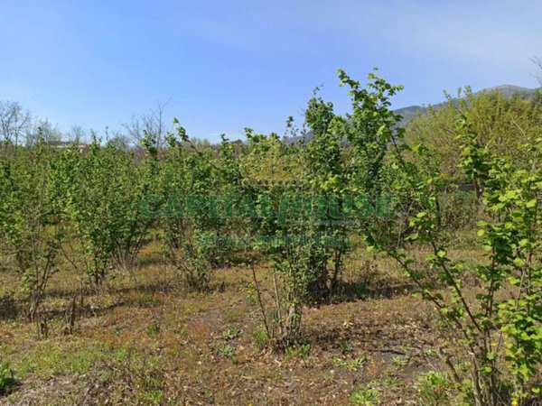terreno agricolo in vendita a San Giuseppe Vesuviano