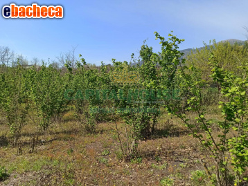 terreno agricolo in vendita a San Giuseppe Vesuviano